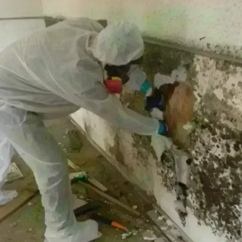 Mold Remediation and Removal in Kenansville, NC